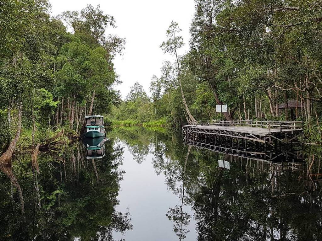Orangutan Tour 5 Days