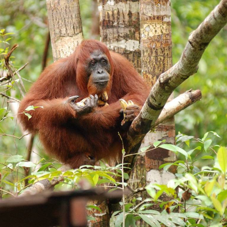 Our closest relative in the animal kingdom.