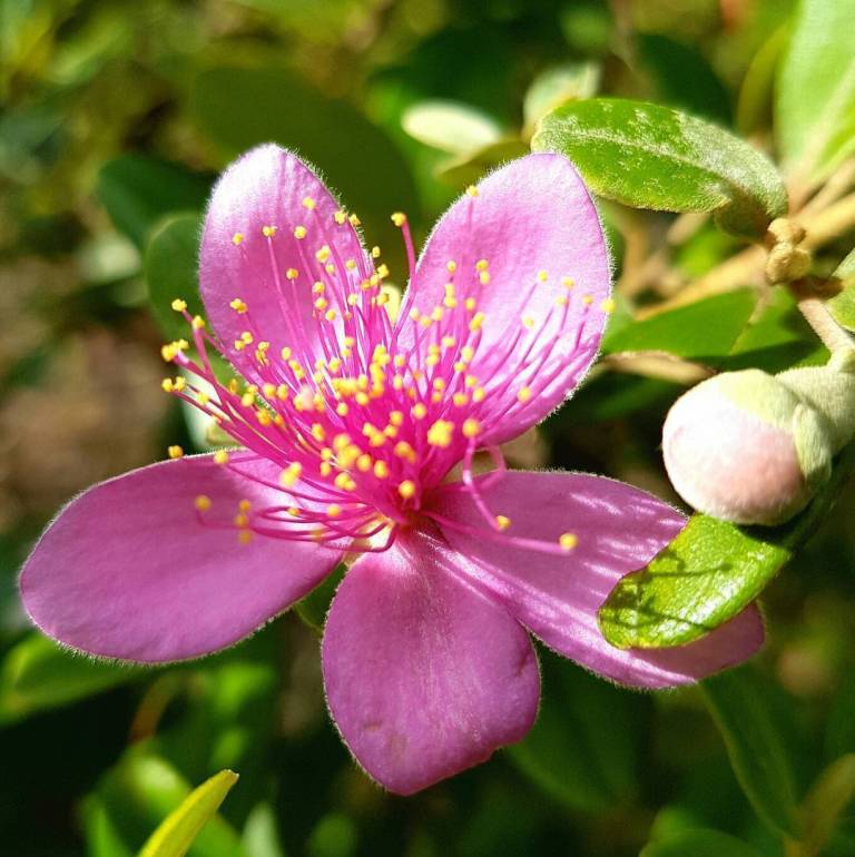 A beautiful wild pink flower blooming in the tropical jungle.
