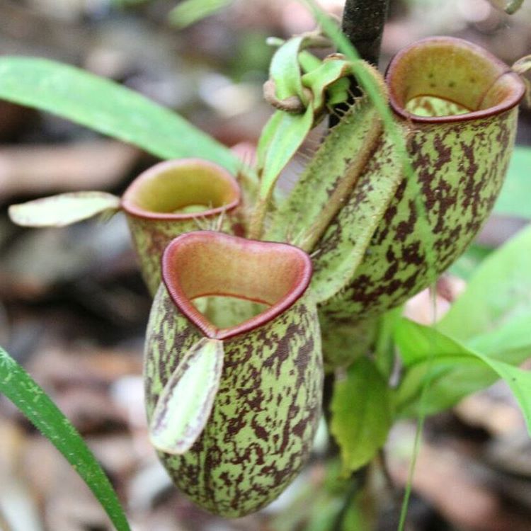 Nepenthes Ampullaria, a carnivorous jungle plant.