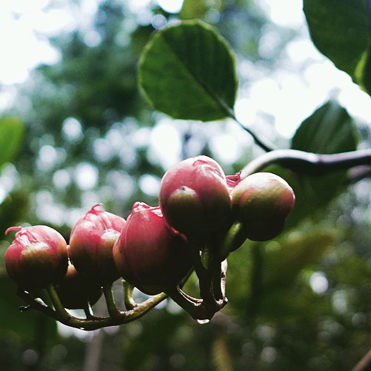 Unique wild fruits growing in the rich rainforest ecosystems of Borneo.