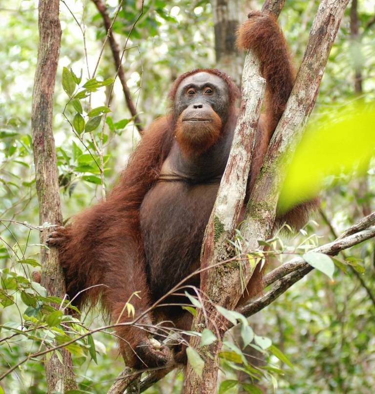 An adult orangutan climbing high up a tree trunk in the canopy.