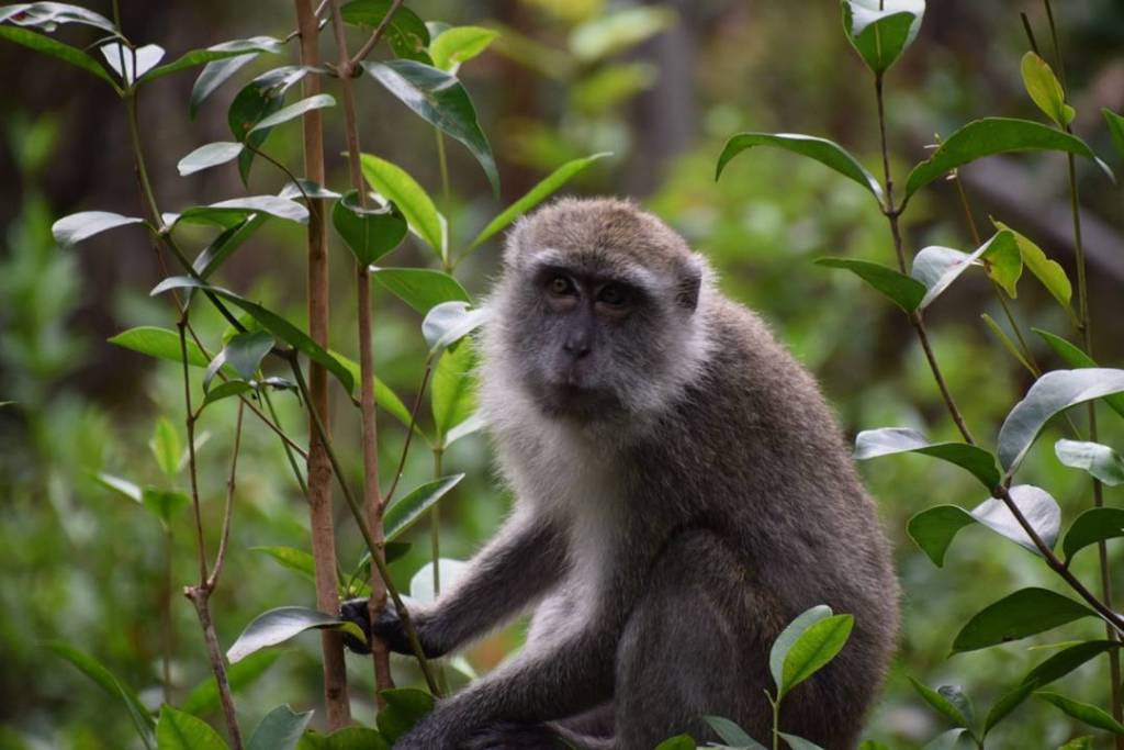 A curious long-tailed macaque monkey looking directly at the camera.