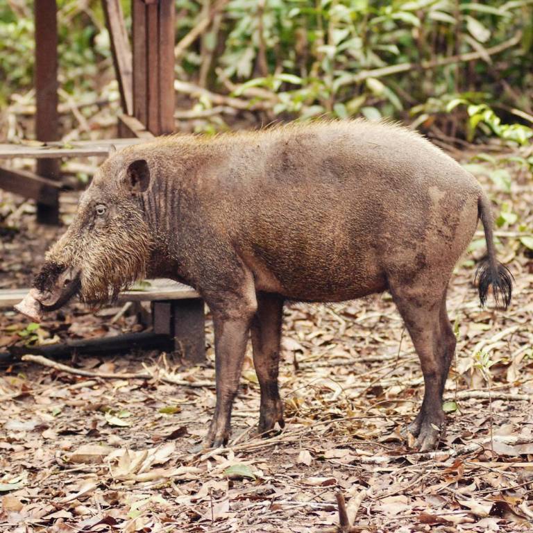 The native wild boar species of Borneo, often seen searching for food in the forest floor.