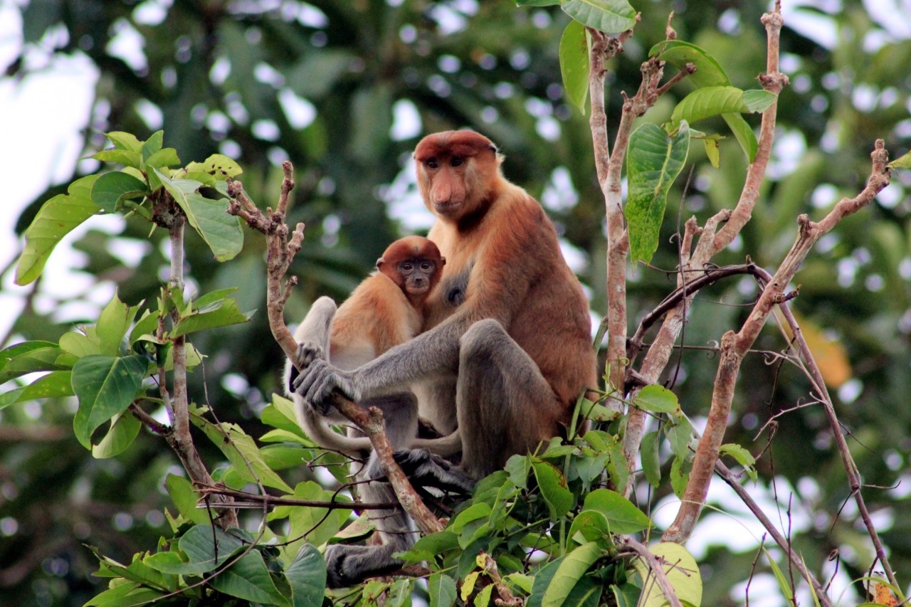 Endemic monkey species with the distinctive long nose.