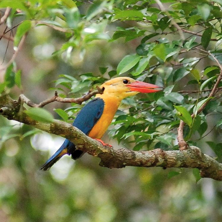 Colorful stork-billed kingfisher along the riverbank.