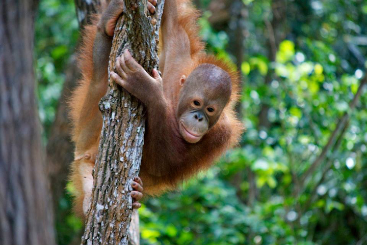 A young baby orangutan learning to climb and explore the trees.
