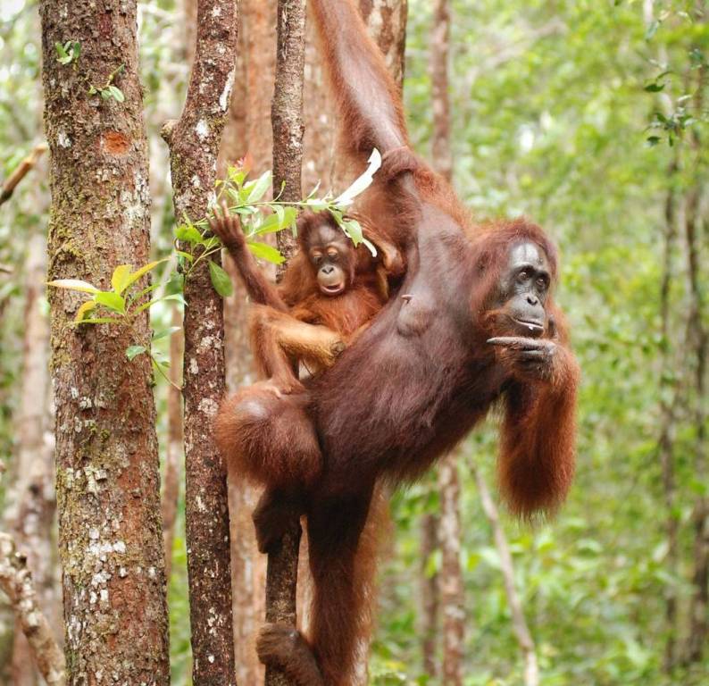 Orangutans share 97% of human DNA.