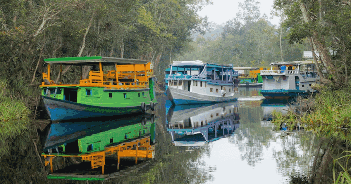 Orangutan Tour 5D/4N