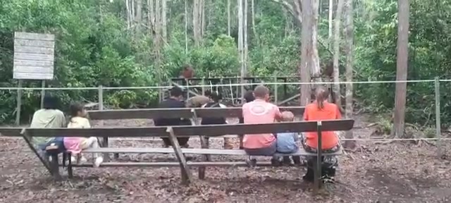 Watching the orangutan feeding session.