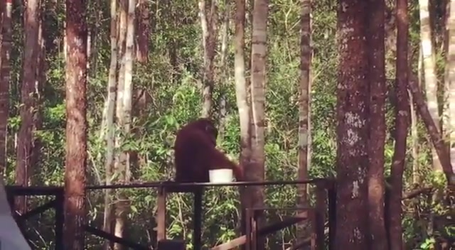An amazing encounter with a wild orangutan at the feeding platform.