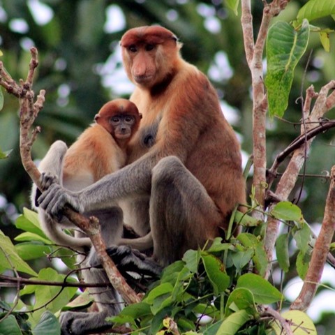 Orangutan Tour